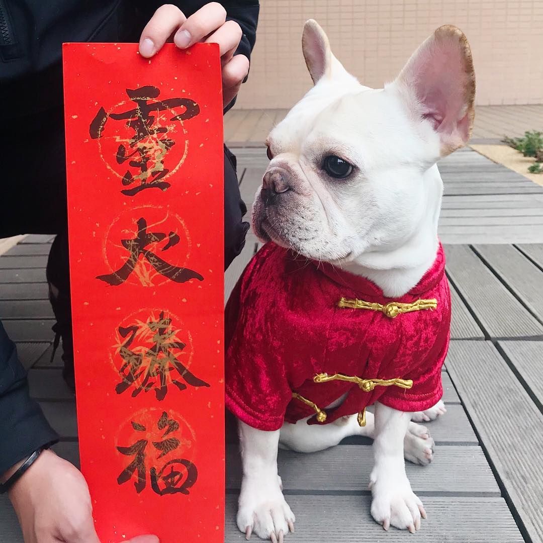 Winner: @tofu_frenchiehk