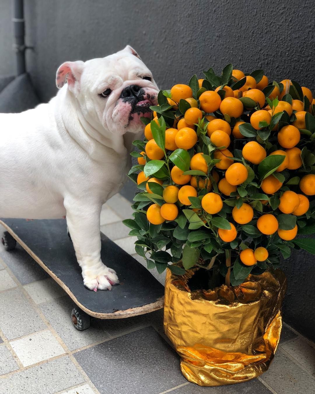 @bellathebulldog