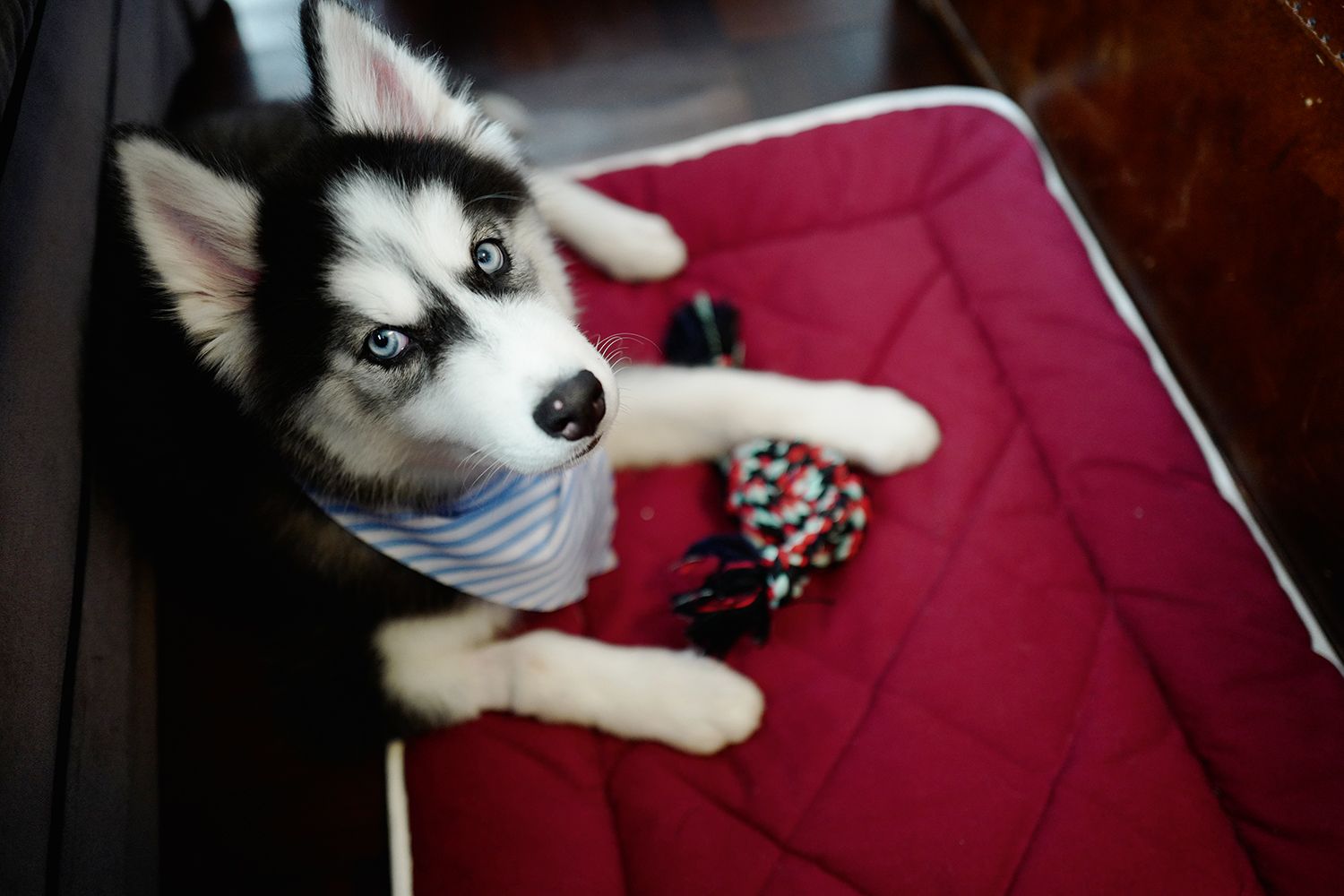 30 Of Hong Kong’s Most Pampered Pets