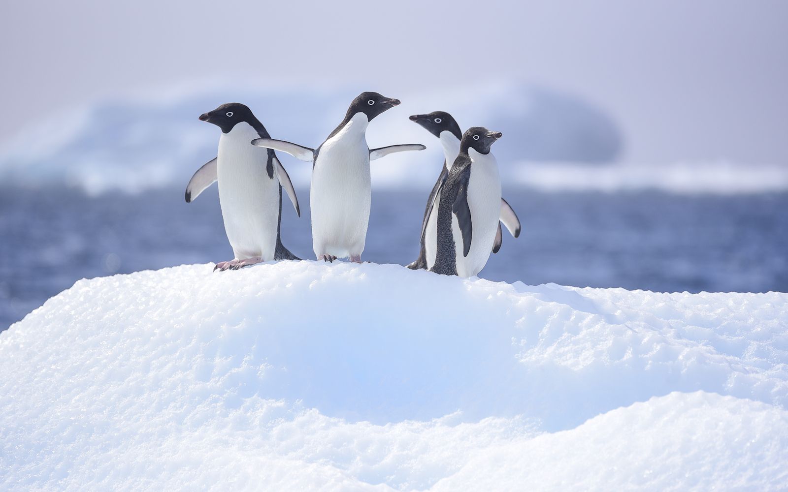 Exploring Antarctica On A Superyacht