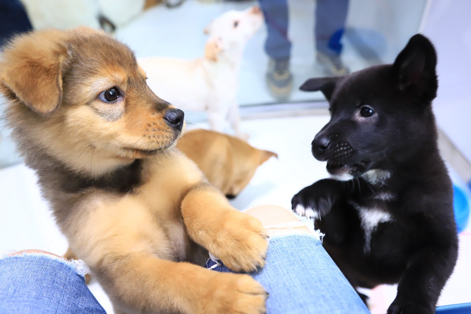 Hong Kong Dog Rescue Tatler Hong Kong