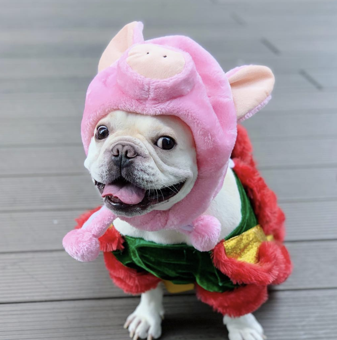 @tofu_frenchiehk