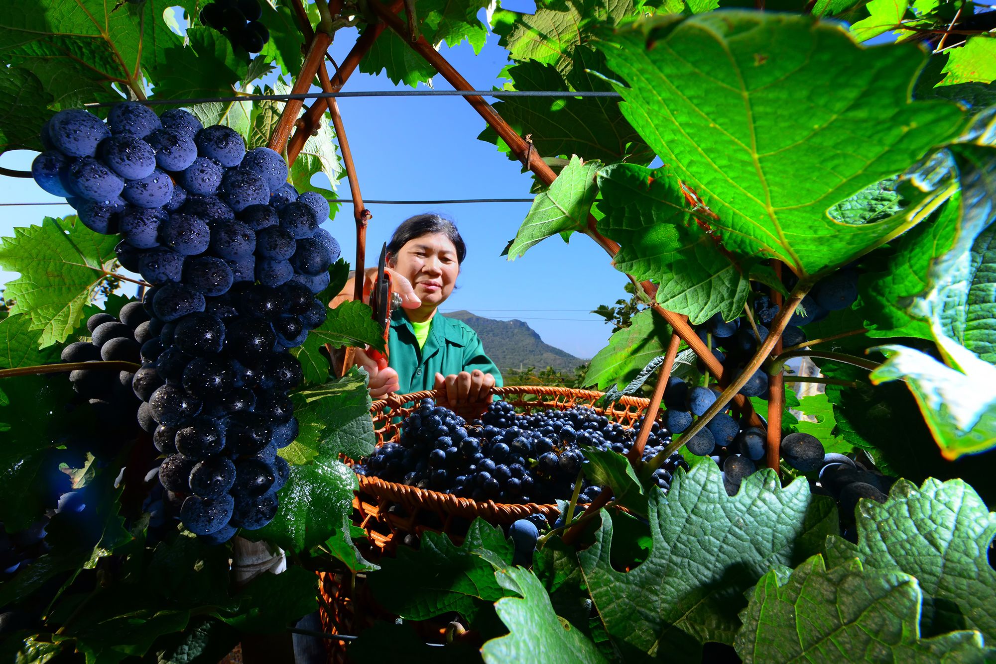 Is Extreme Winemaking About To Become The New Normal?
