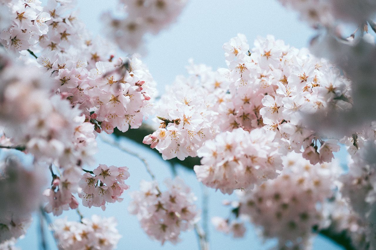 7 Places In Japan to See The Cherry Blossoms In Late Spring