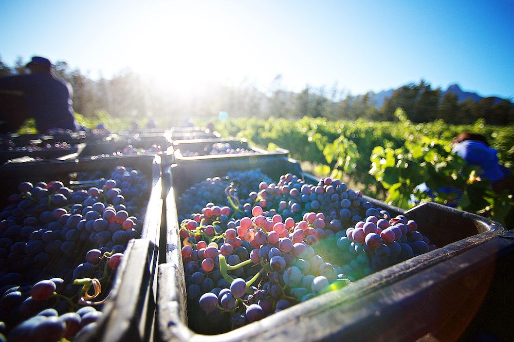 Eco-friendly wines to try (photo: Peartree Photography, Getty Images)