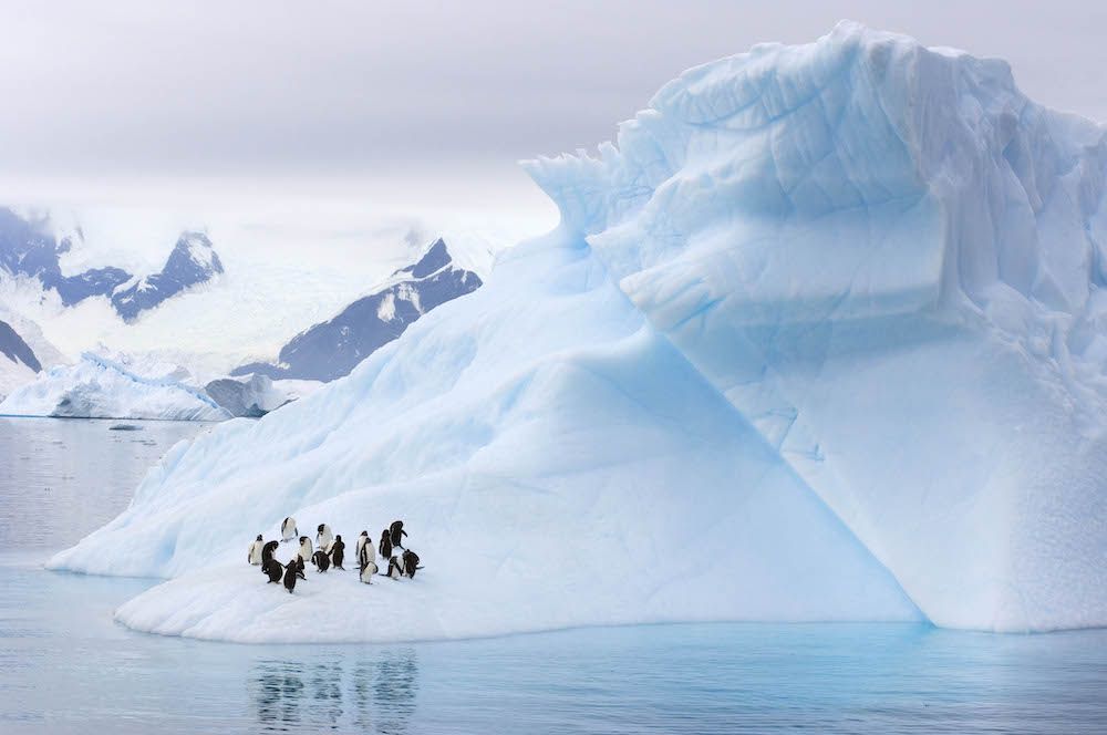 Gentoo Penguins and Chinstrap Penguins on an iceberg on the Western Antarctic Peninsula (photo: Getty)