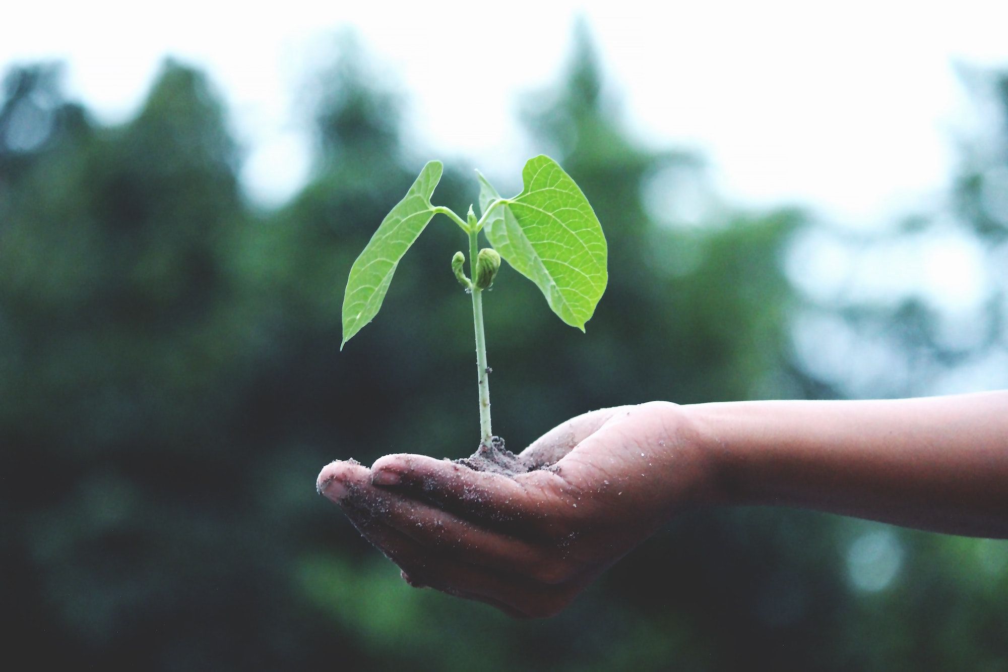 5 Sustainable Swaps For A Luxury Lifestyle That Don't Damage The Environment
