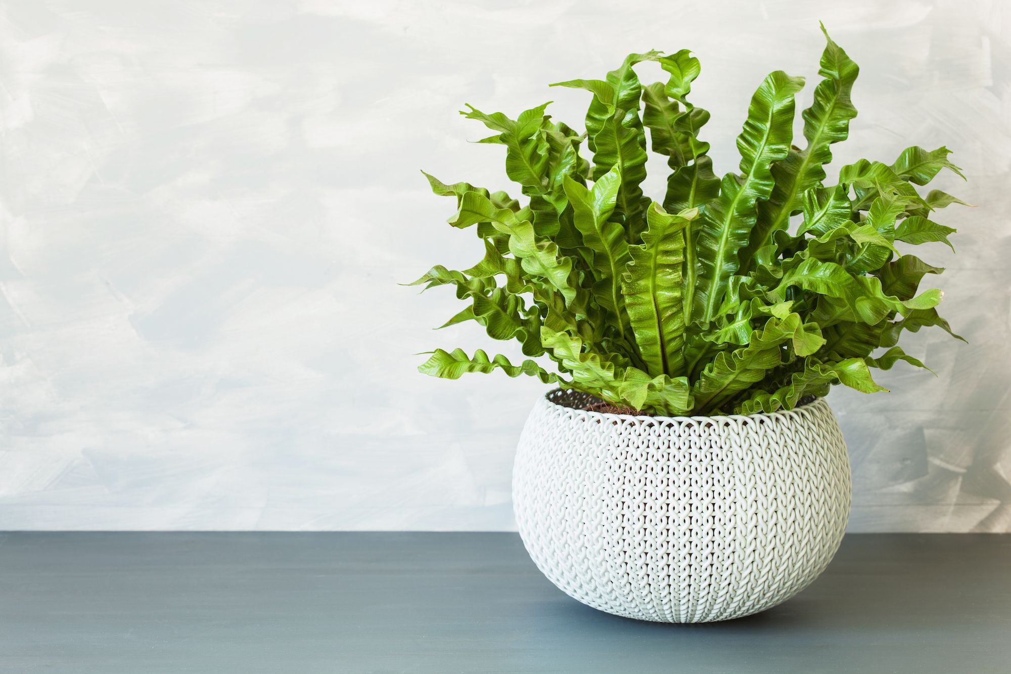The Easiest House Plants To Keep In Hong Kong Tatler Hong Kong