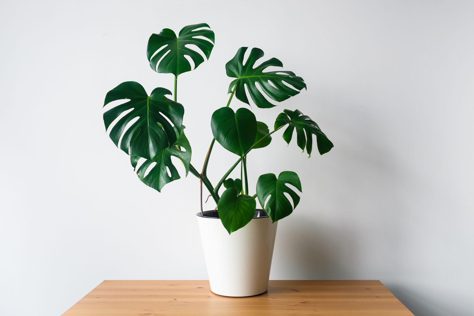 The Easiest House Plants To Keep In Hong Kong Tatler Hong Kong