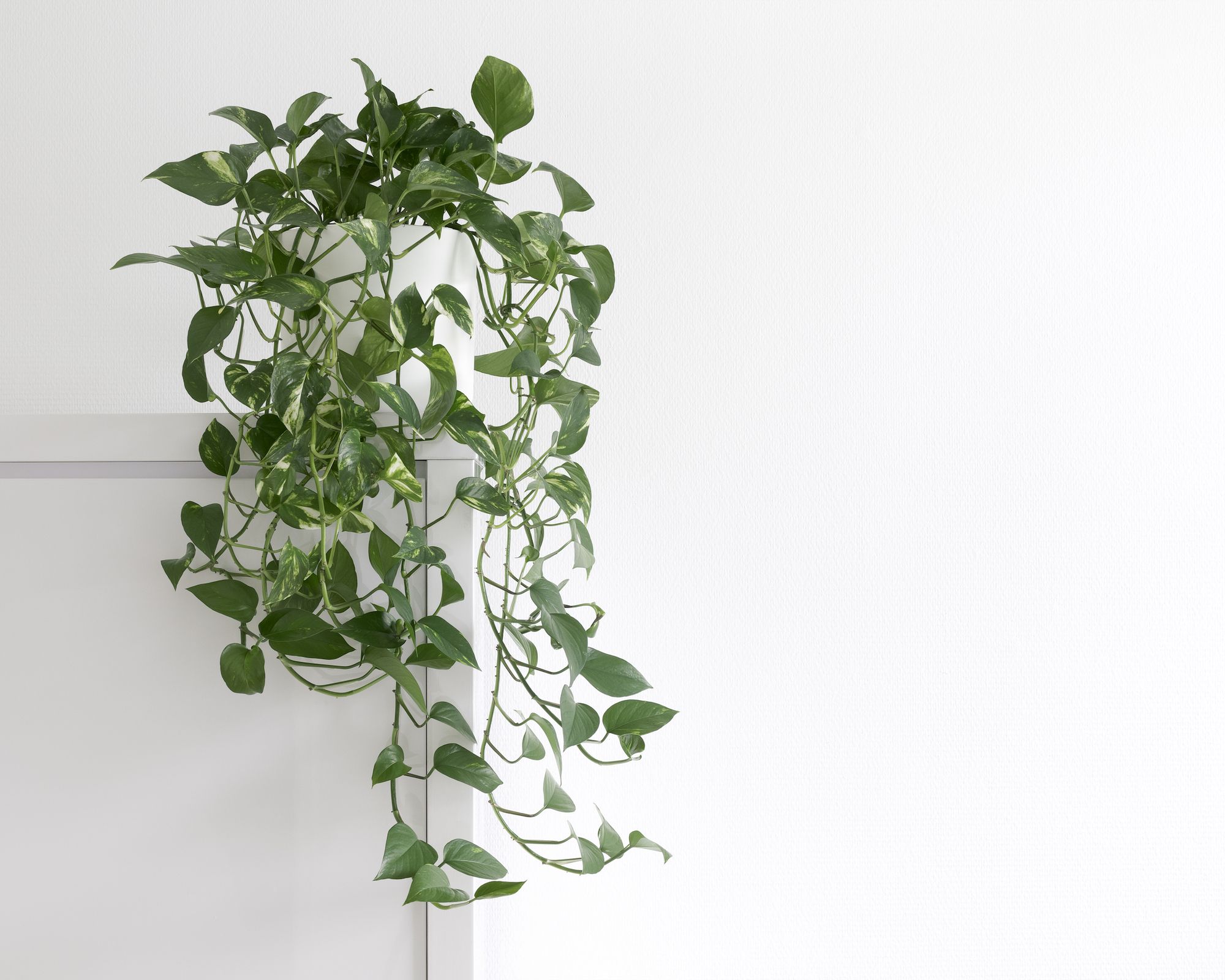 The Easiest House Plants To Keep In Hong Kong Tatler Hong Kong