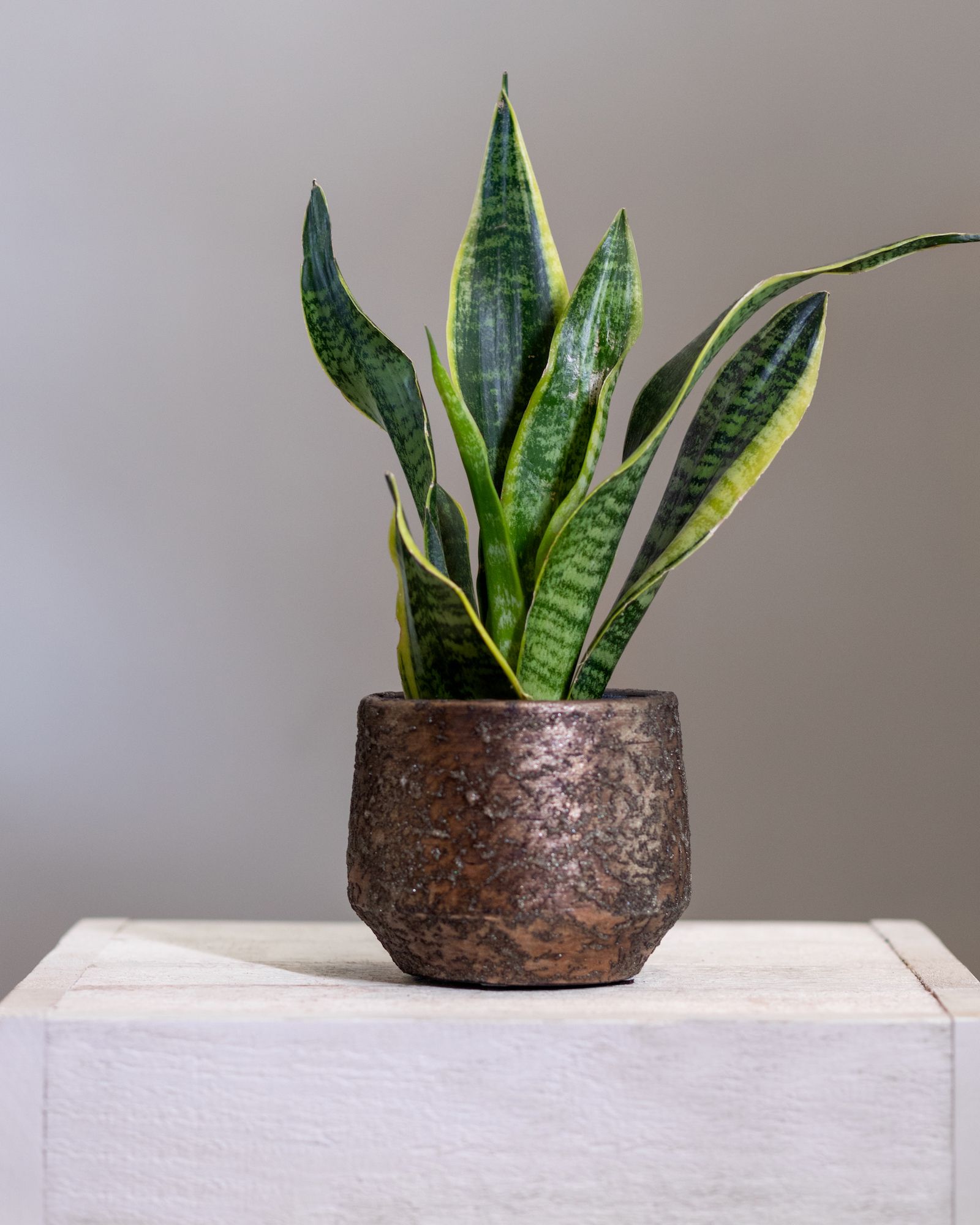 The Easiest House Plants To Keep In Hong Kong Tatler Hong Kong