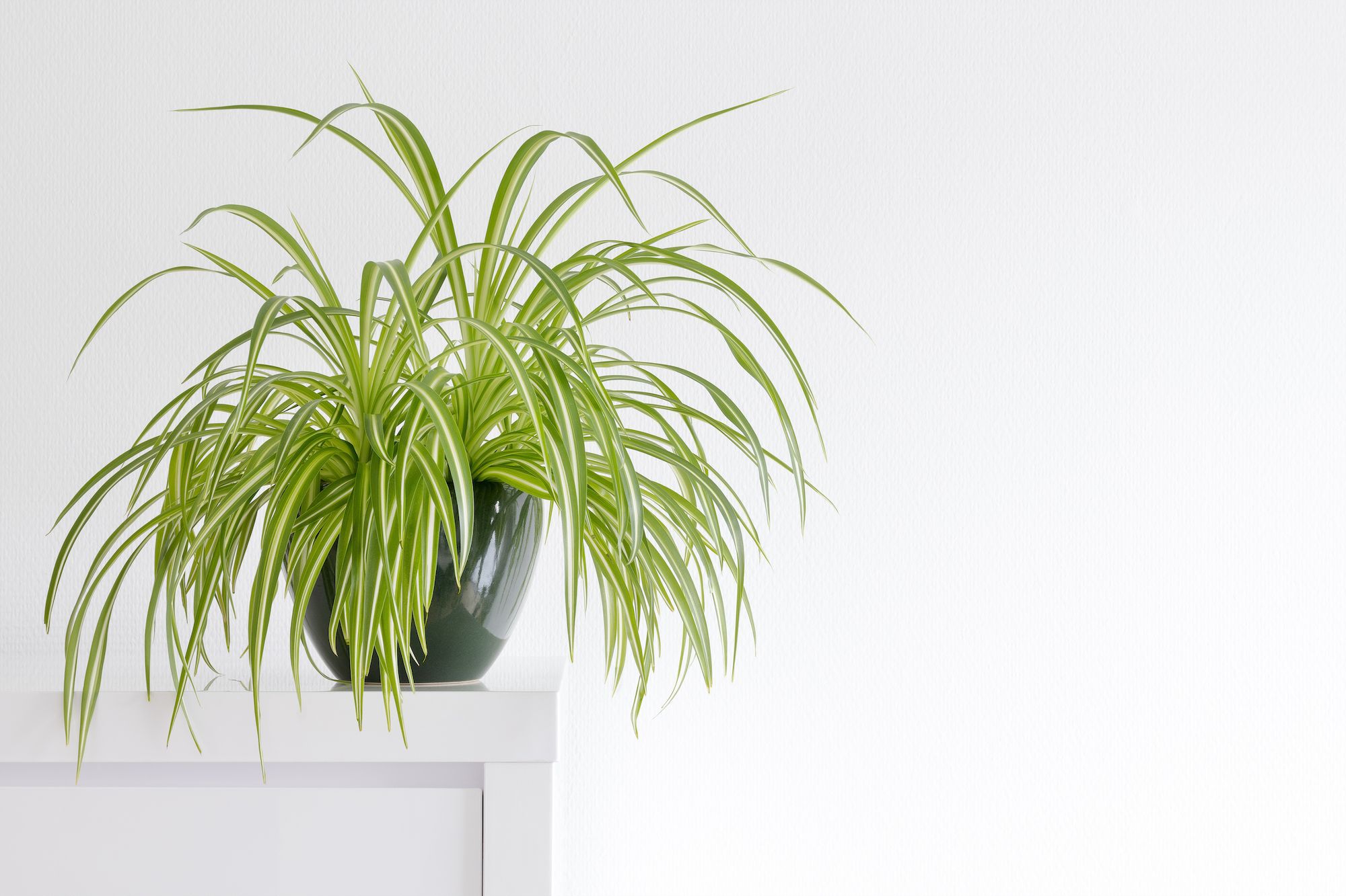 The Easiest House Plants To Keep In Hong Kong Tatler Hong Kong