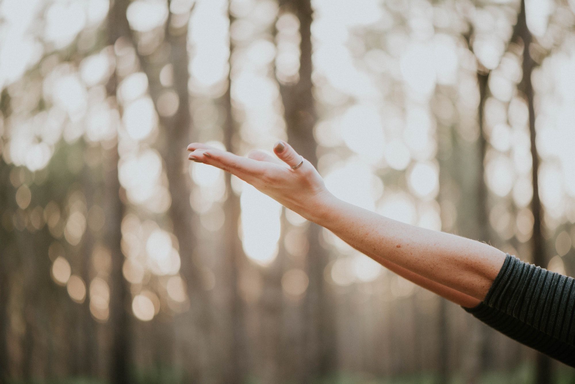 Forest Bathing: A New Way To Relax And Unwind In Nature
