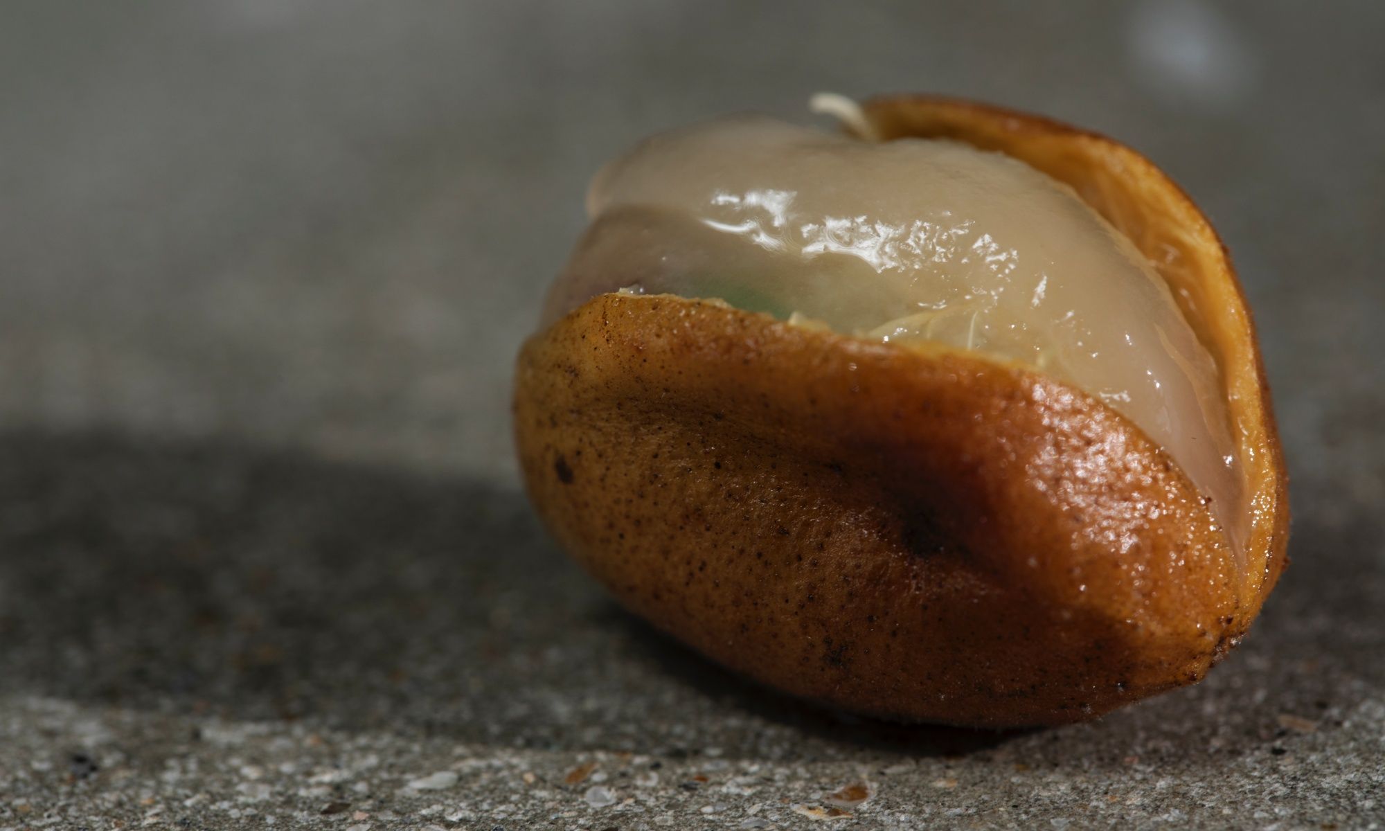 Why TCM Practitioners Encourage Eating the Sweet Wampee Fruit For its