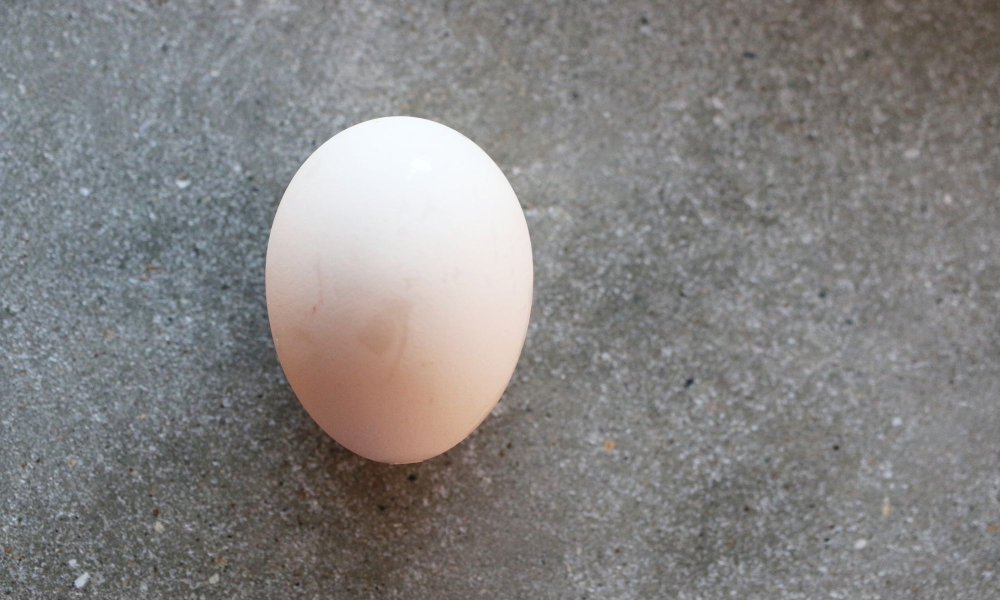 Behold the 11 Supermarket Egg (Yes, Singular) Tatler Hong Kong