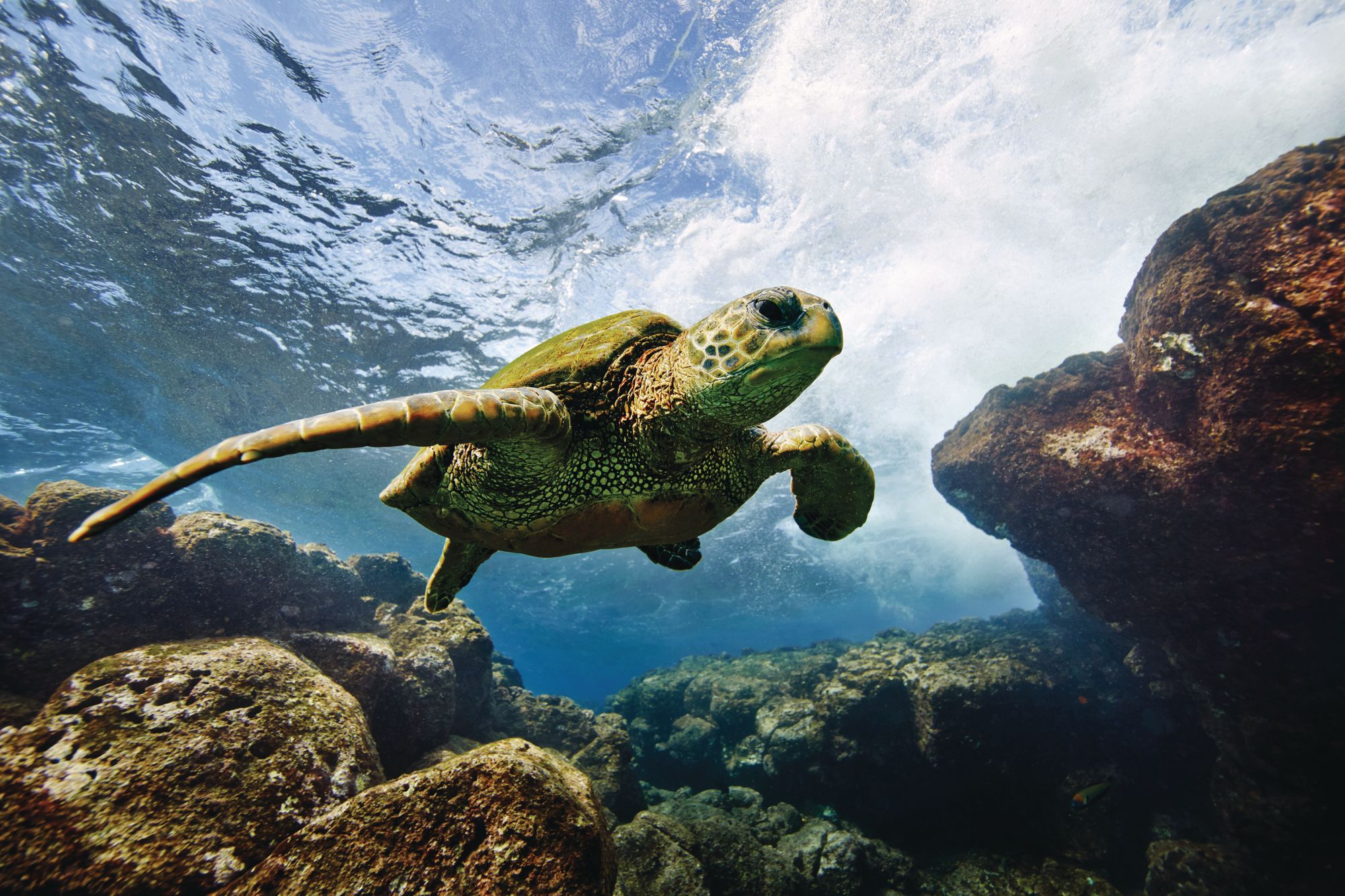 Heads Above Water: Why Are Hong Kong's Green Turtles Disappearing?
