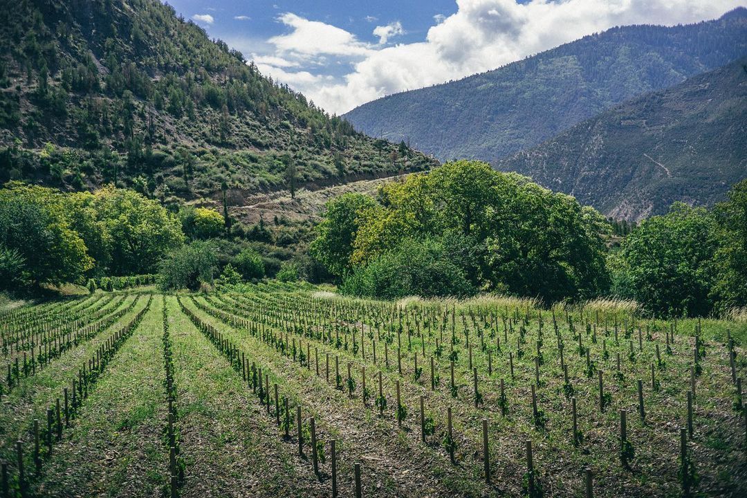 The Winemaker Behind China's Ao Yun Talks Producing Wine At The Foot Of The Himalayas And Its New Vintage
