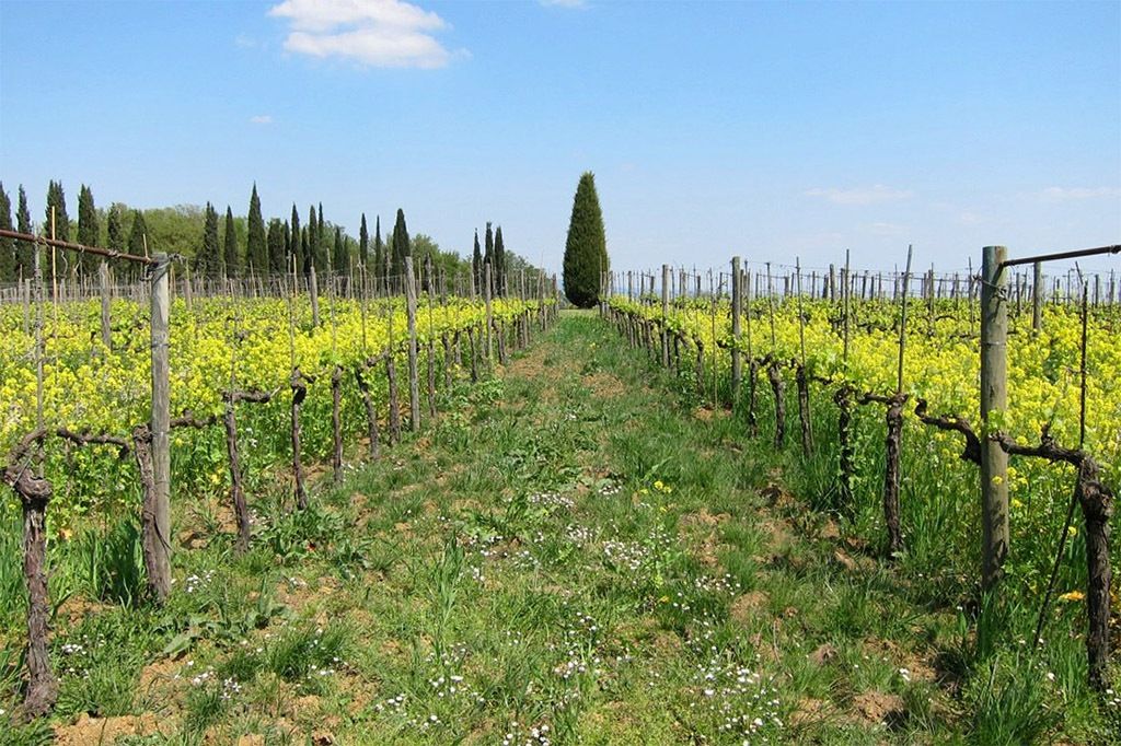 Meet The Winemakers: Maximilien de Zarobe, Virginie Saverys And Alessio Gorini Of Avignonesi