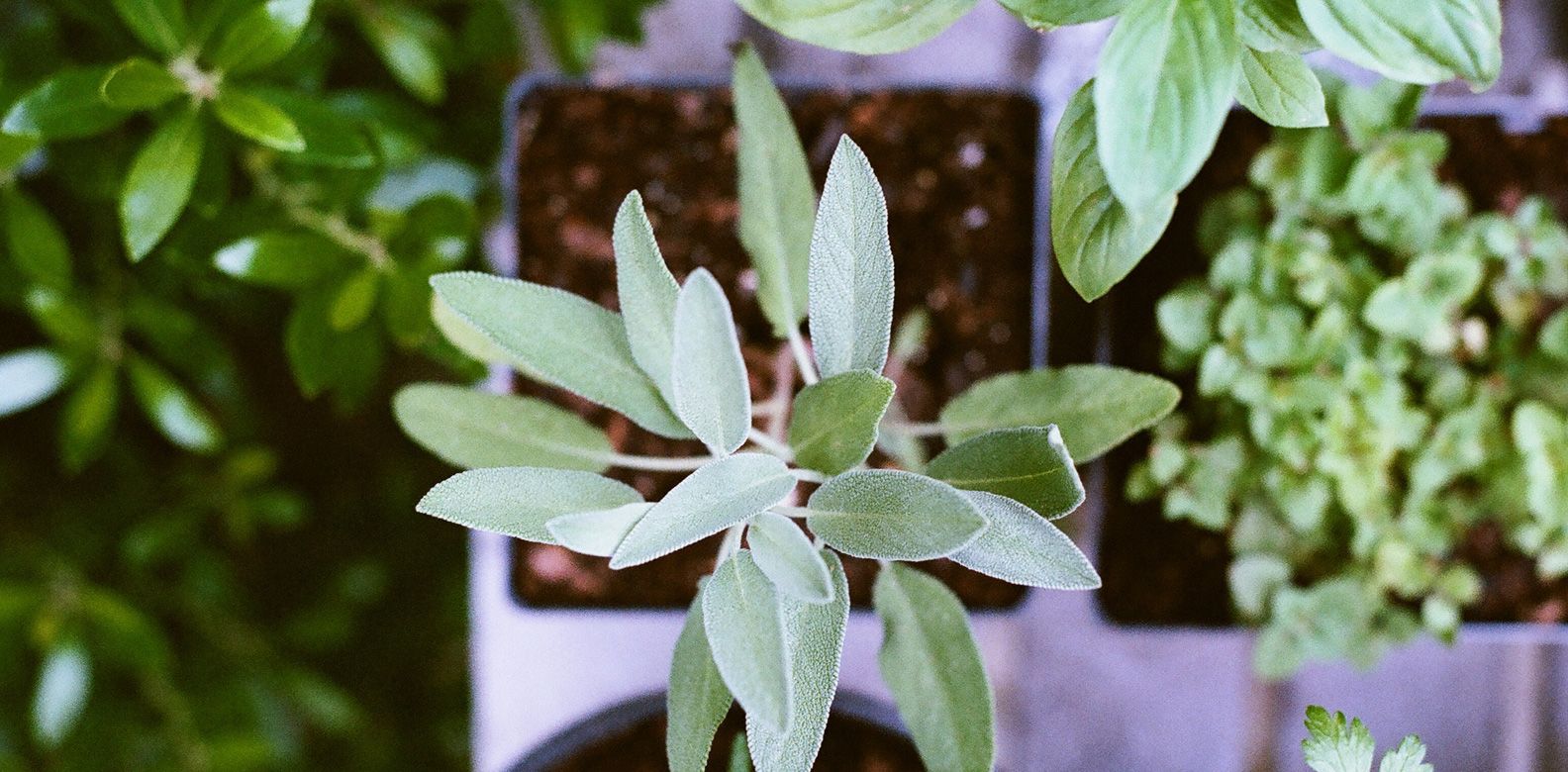 7 Handy Tips To Grow Your Green Thumb