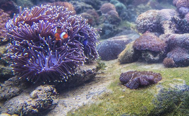 The Andaman Langkawi Marine Life Laboratory