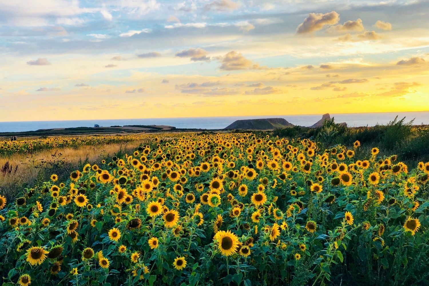 In the summer, Rhossili Bay in Wales is a beach surrounded by colourful floral sprays, including the famous sunflower fields at Vile overlooking Worm Head at the bay (Photo: Lauren Vaughan)