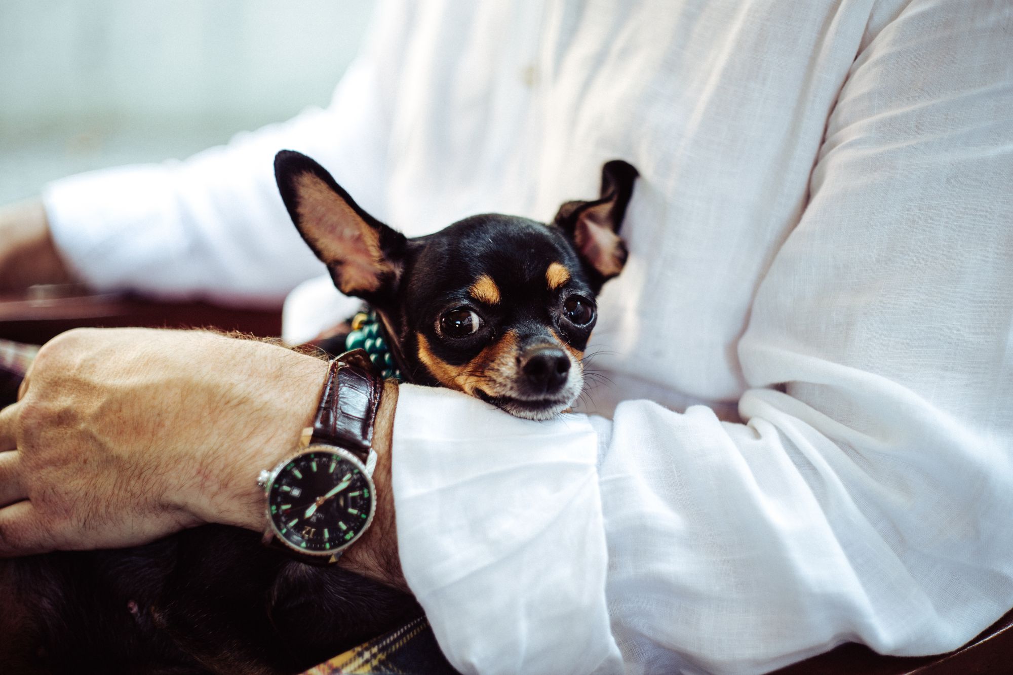 Posh Pups: 5 Luxury Designer Items For Dogs