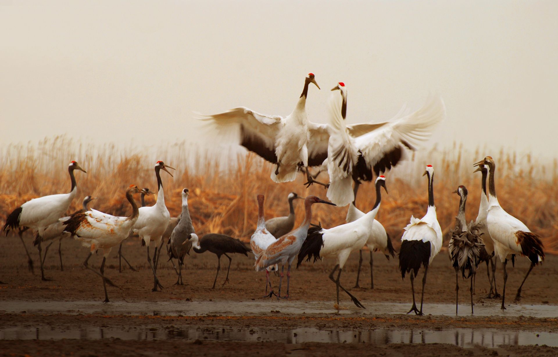 Red-crowned Cranes resting at the Migratory Bird Sanctuaries along the coast of Yellow Sea-Bohai Gulf of China | Photo: Yangcheng Broadcasting Television