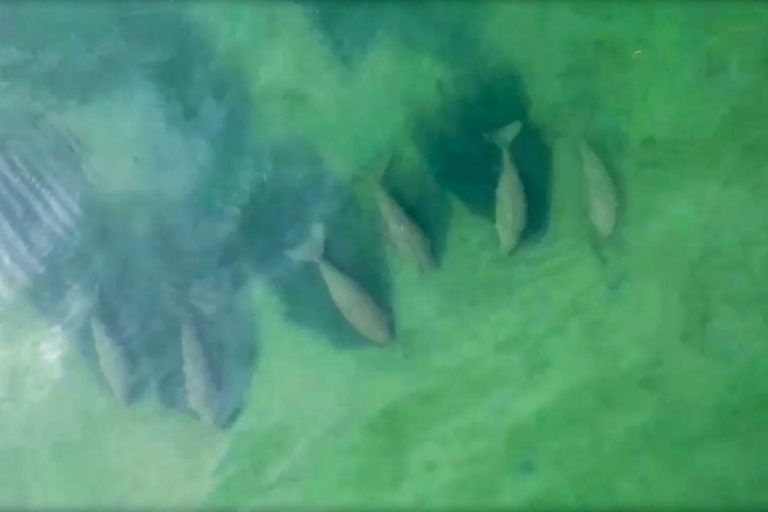 Herd of Dugong Spotted Off the Coast of Thailand's Ko Libong