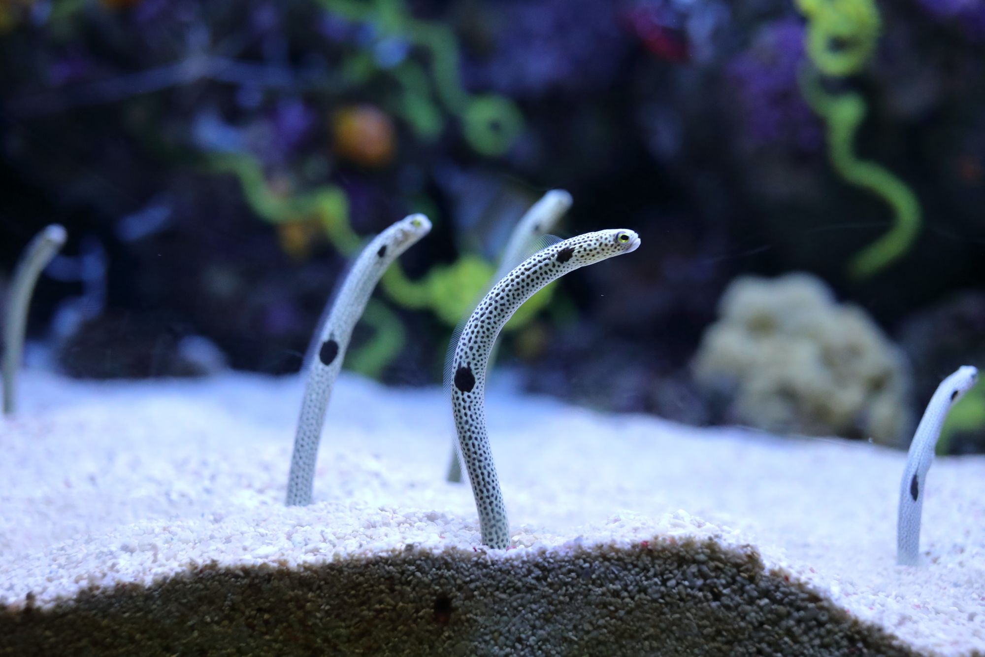 The Sumida Aquarium In Tokyo Is Asking People To Facetime With Their Eels