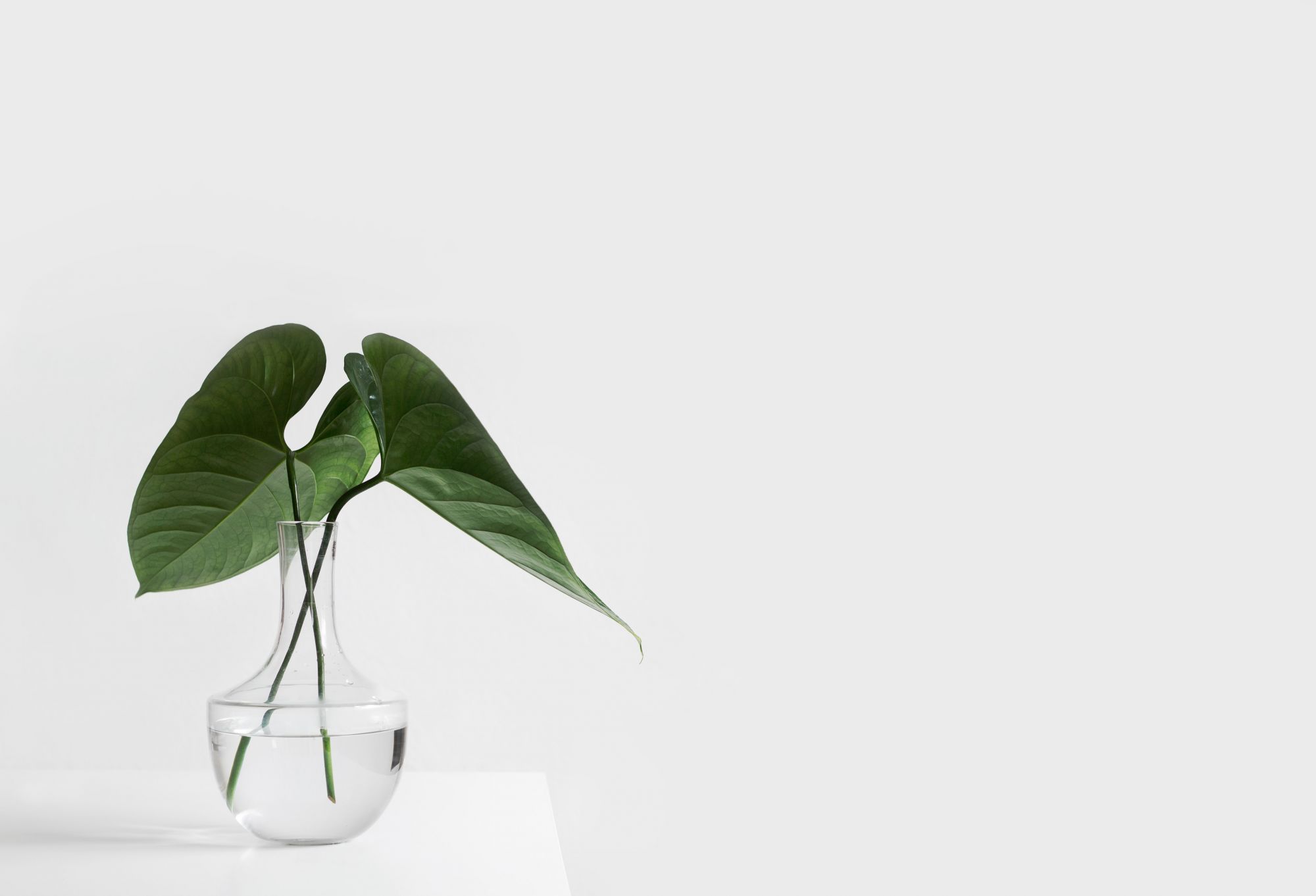 World Environment Day 2020: Tackling "Eco-Anxiety"