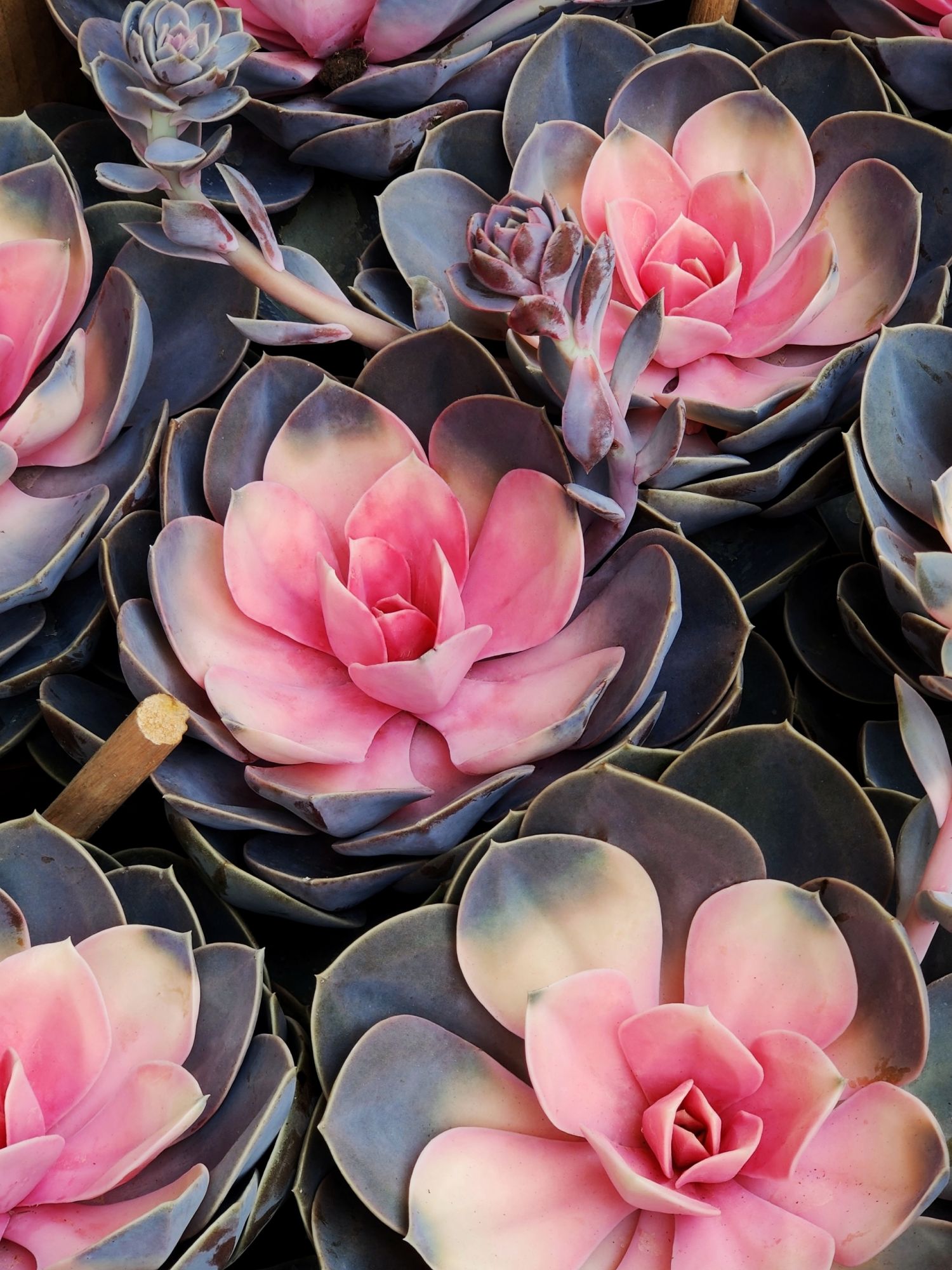 These Are The 10 Most Popular Houseplants On Instagram