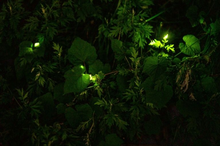 Fireflies Light Up Japanese Town In Hyogo Prefecture