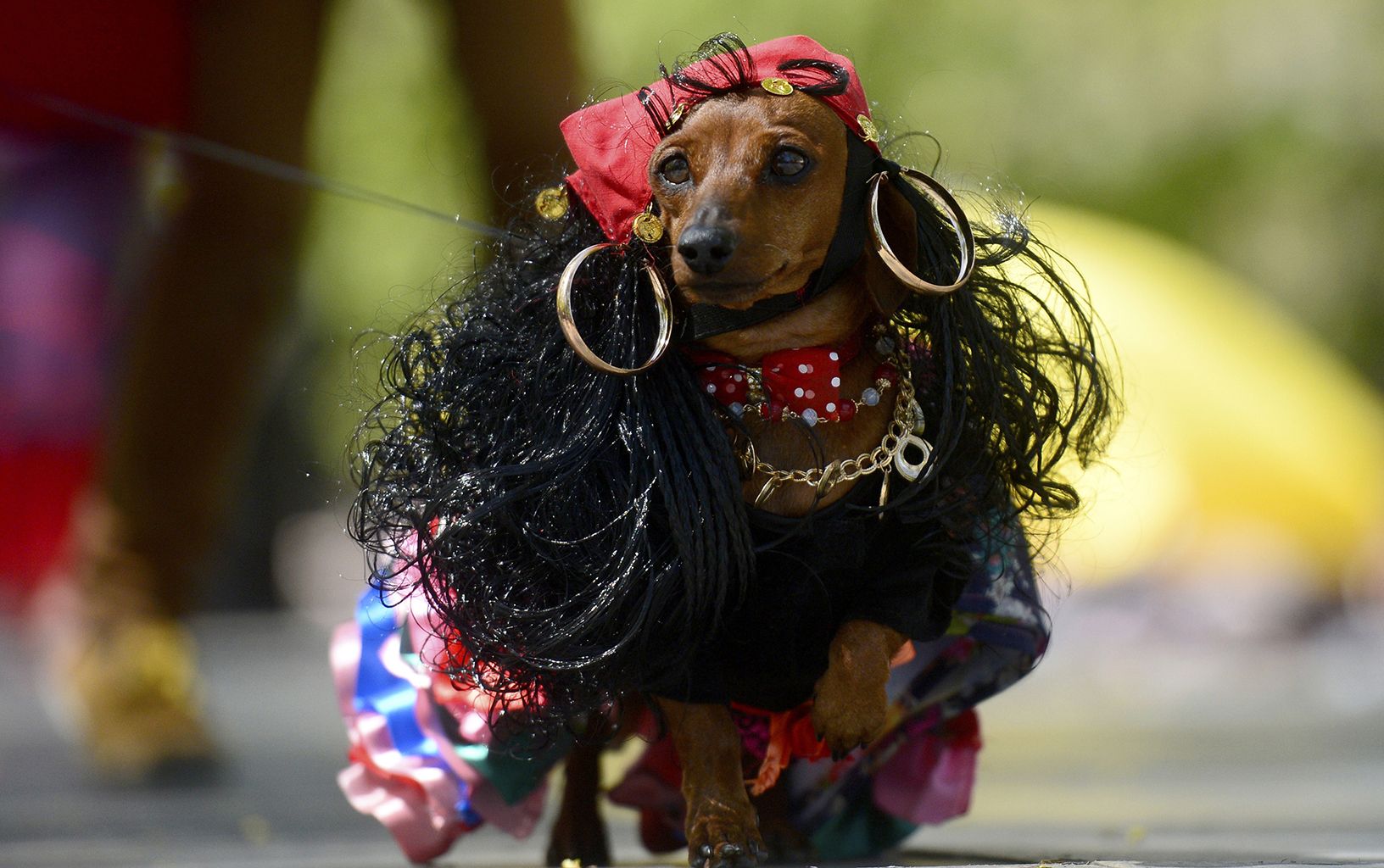 A dachshund dog wears a gipsy's costume during an annual dachshund parade in Saint Petersburg, on May 27, 2017. / AFP PHOTO / OLGA MALTSEVA