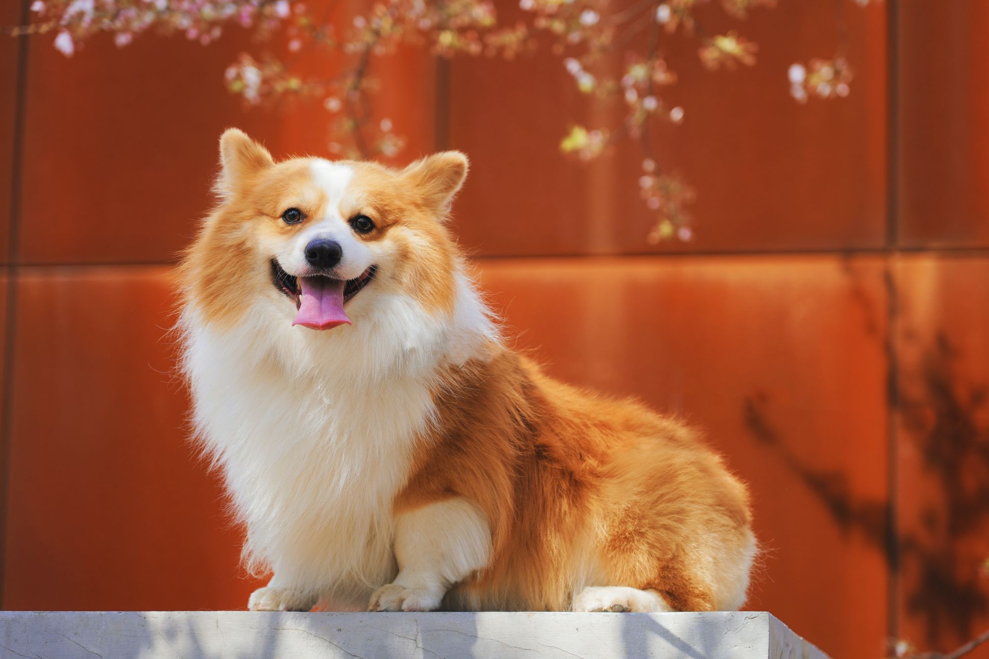 Where To Buy Awesome Pet Treats For Your Adorable Dogs