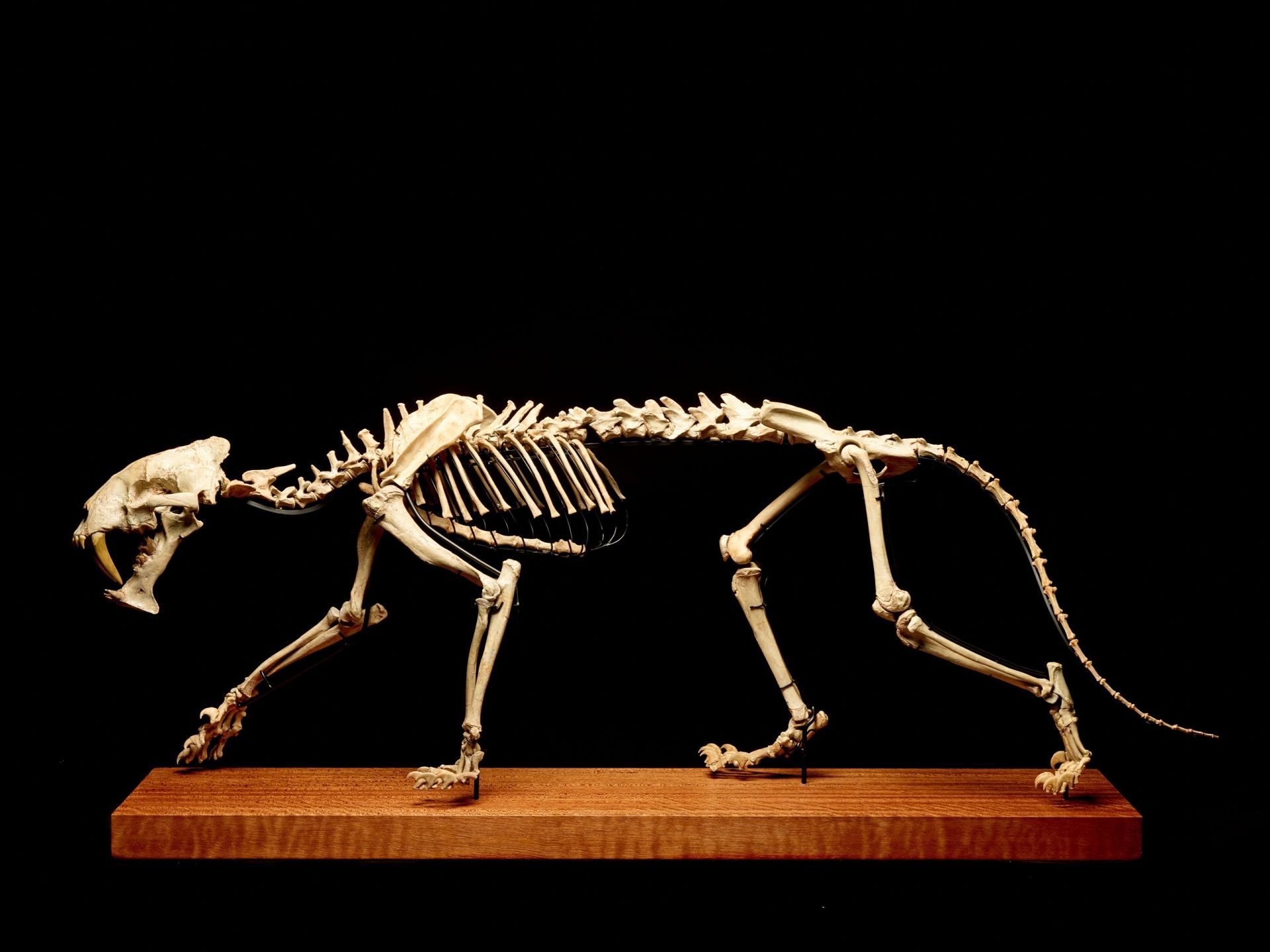 A Sabre-Toothed Tiger Skeleton Is Going Up For Auction This Month