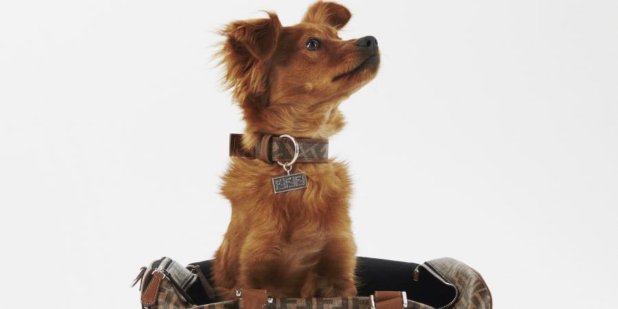 Fendi For Pets: The Brand Launches Luxury Accessories Line For Your Four-Legged Friends