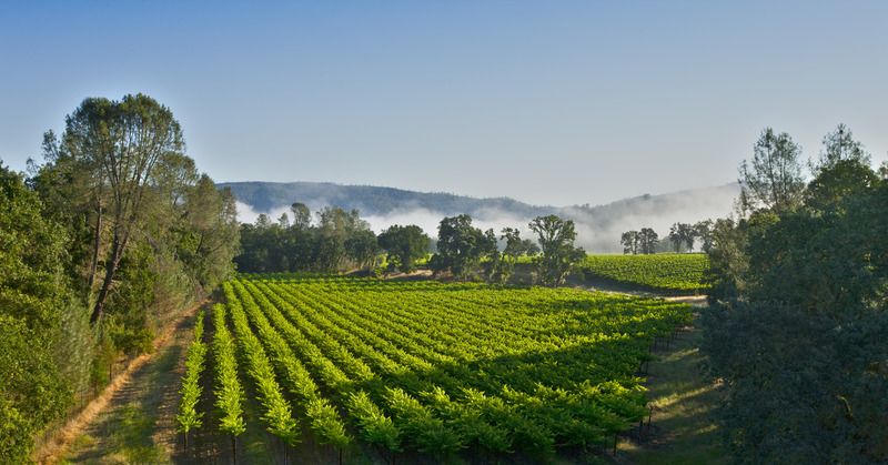 Why We're Falling For Californian Cabernet All Over Again