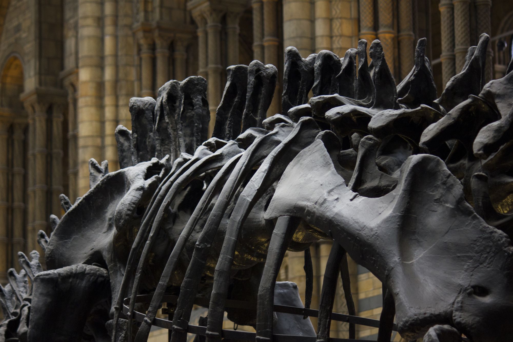 Are Dinosaur Fossils The Hot New Collectors' Item?