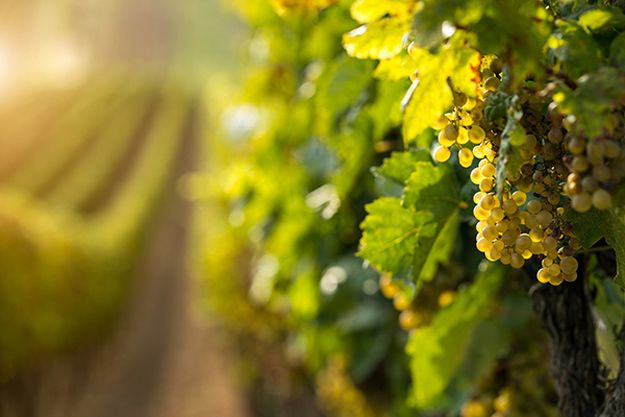 Made In Britain: Taittinger’s New Sparkling Wine
