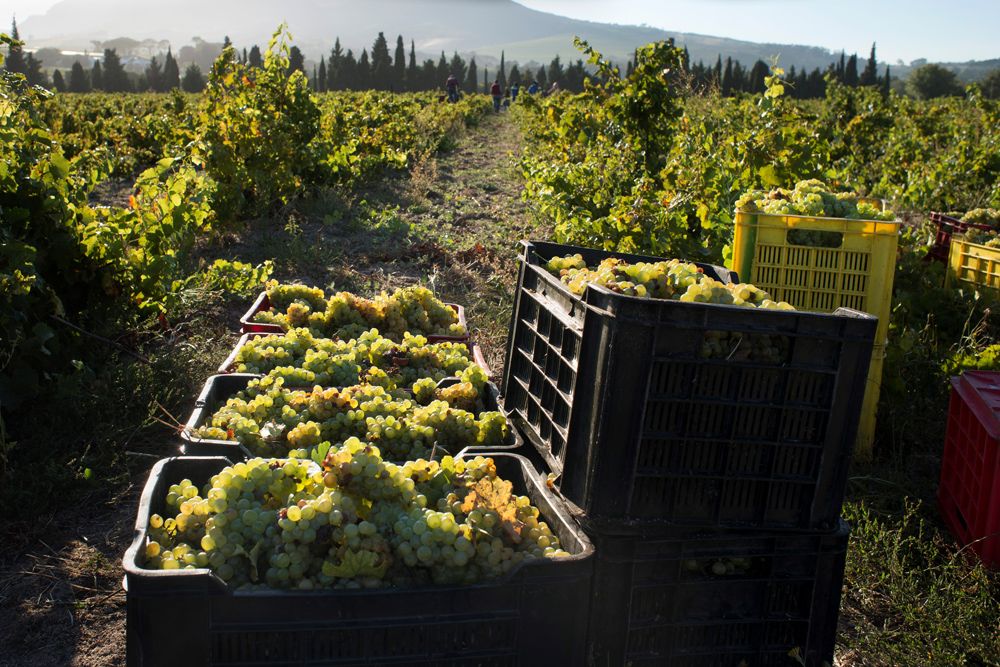 South African Winemakers’ Quest For Quality And Prestige