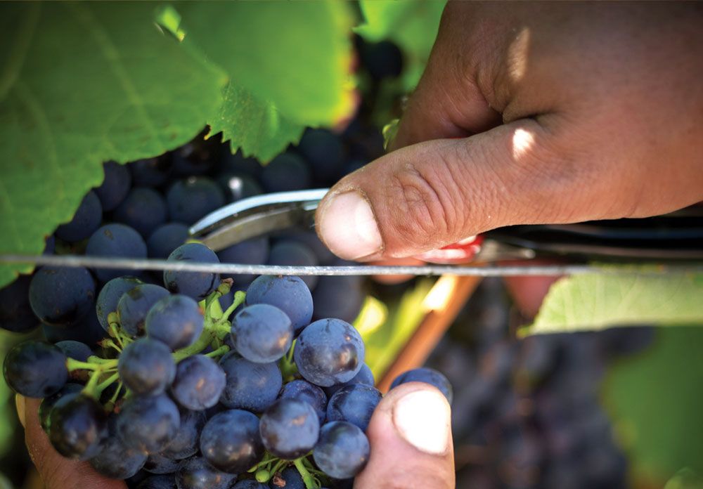 Guess What? Queen Elizabeth II Is Also A Winemaker