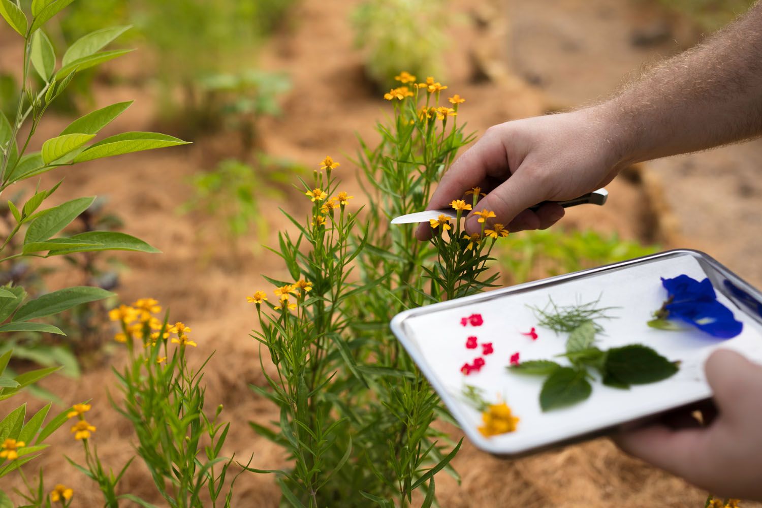 Walk On The Wild Side At The Summerhouse—The City's Greenest Food Enclave