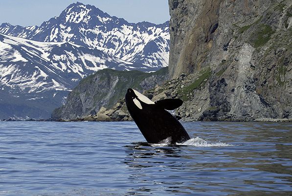 Don't Blink! 8 Diving Destinations To See Spectacular Species