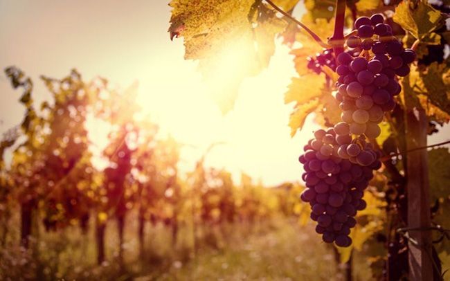 Chinese rivalling French to buy Bordeaux vineyards