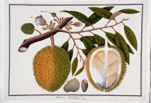 The William Farquhar Collection of Natural History Drawings
