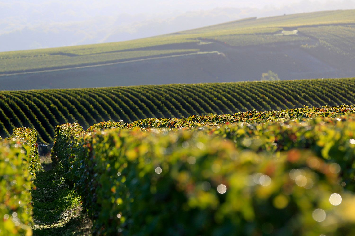 Champagne Jacquart Finds Its Way Back To Singapore