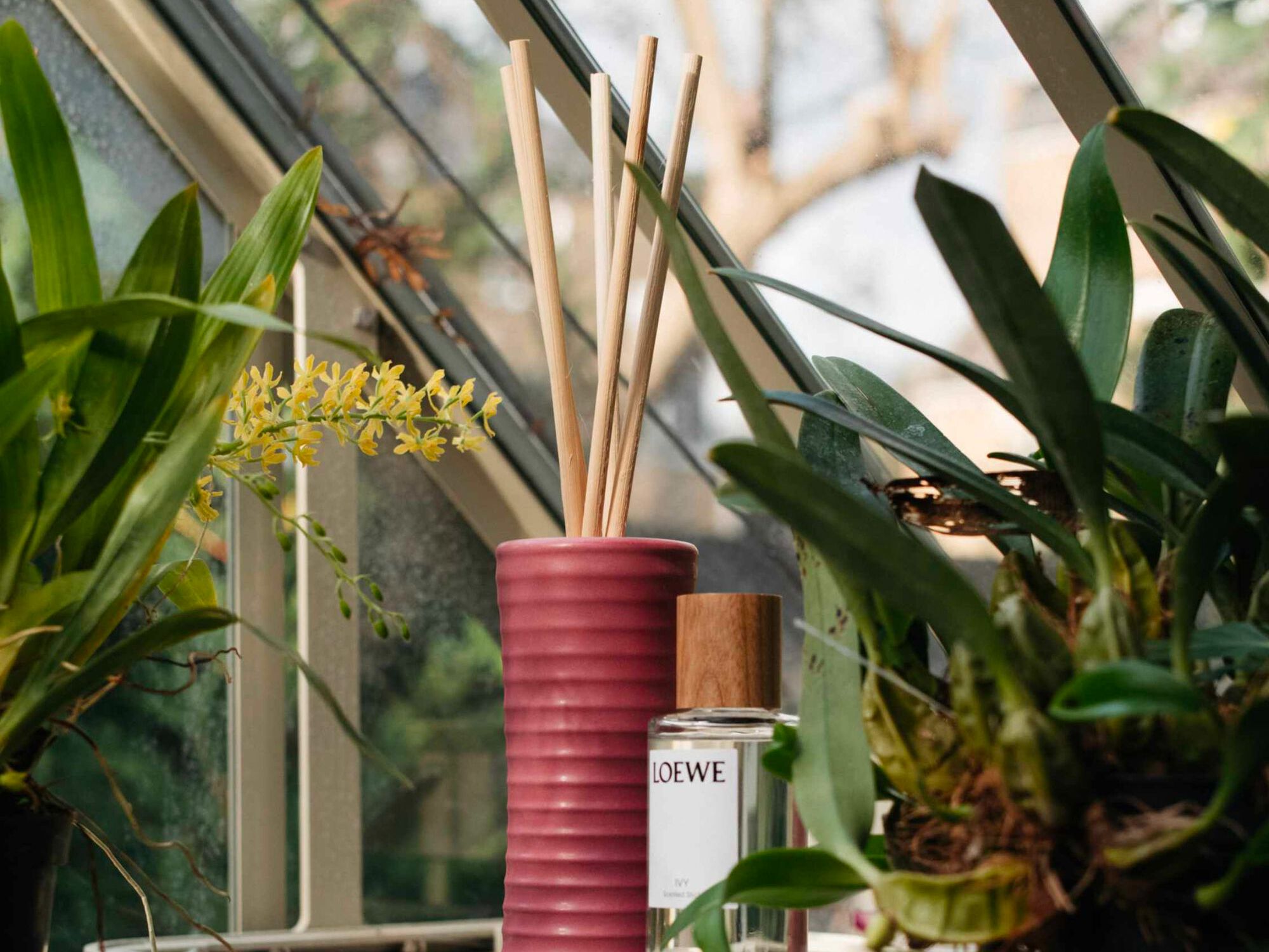 Loewe Tomato Leaves Diffuser, from Casa Loewe (Image by: Loewe)