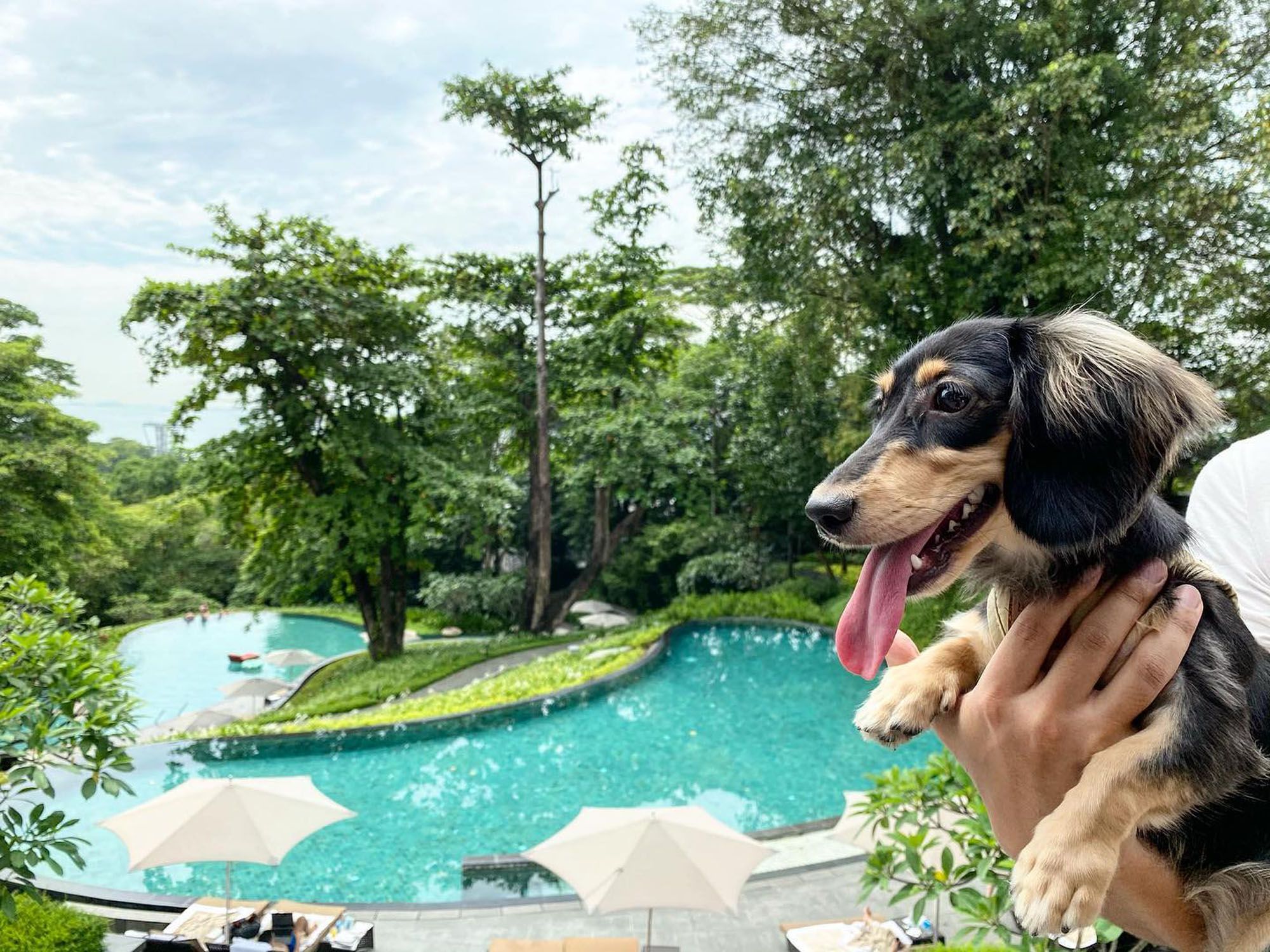 Capella Sentosa petcation