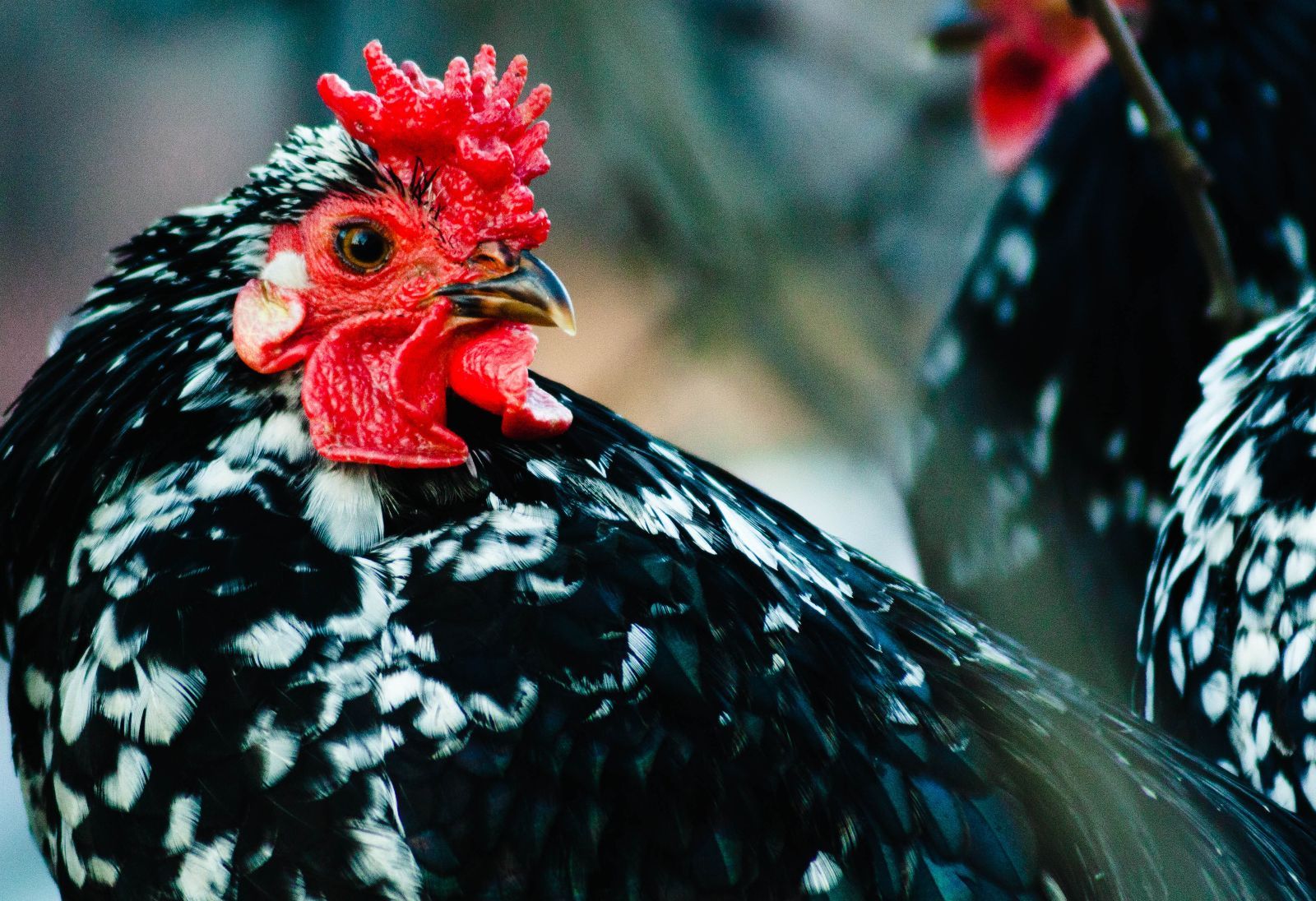 Why Accelerator Firm Big Idea Ventures is Backing Alternative Protein Tech Companies