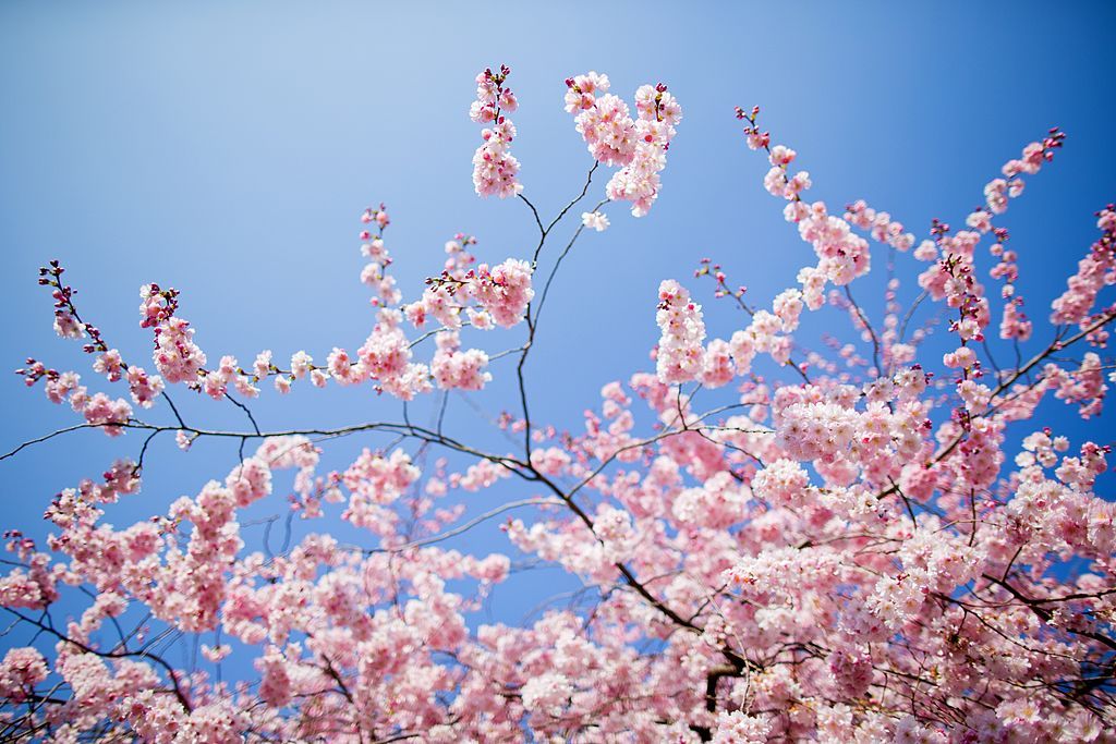 Flowering cherries stand in full bloom on March 12, 2014 in Muenster, western Germany. Spring brought a warm and sunny day to wide parts of the country. AFP PHOTO / DPA / ROLF VENNENBERND / GERMANY OUT (Photo credit should read ROLF VENNENBERND/DPA/AFP via Getty Images)